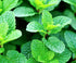 Gromax India Mint Seeds
